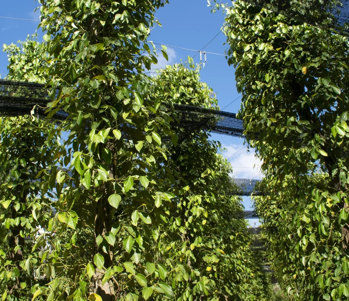 Branding for
the most exclusive
pepper on Earth